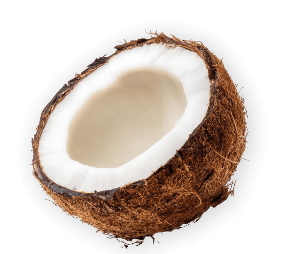 Coconut Bottom
