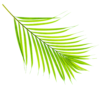 Palm Leaf