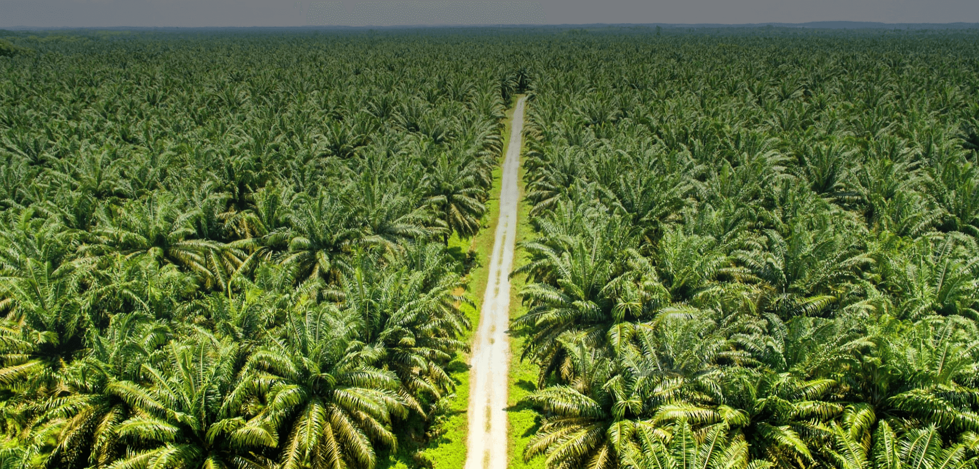 Natural Coconut Product